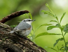 Sitta europaea albifrons