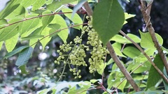 Toxicodendron trichocarpum