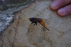 Urocerus gigas