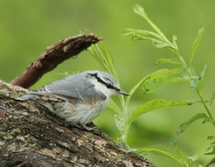 Sitta europaea albifrons