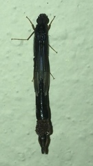 Atractocerus brasiliensis