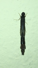Atractocerus brasiliensis