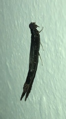 Atractocerus brasiliensis