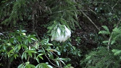Zhangixalus arboreus