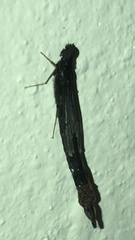 Atractocerus brasiliensis