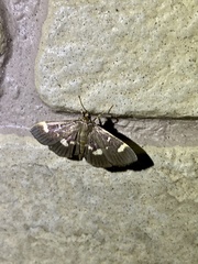 Herpetogramma luctuosalis