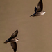 Apodidae - Photo (c) Rafael Rodríguez Brito, μερικά δικαιώματα διατηρούνται (CC BY-NC), uploaded by Rafael Rodríguez Brito