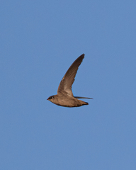 Vaux's Swift photo 4