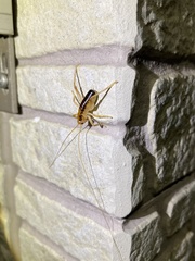 Nippancistroger testaceus