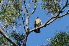 Accipiter trivirgatus