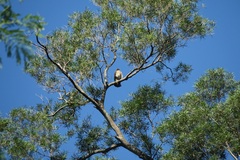 Accipiter trivirgatus