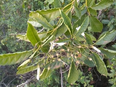 Tabebuia calcicola