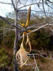 Pochota fendleri