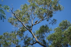 Accipiter trivirgatus