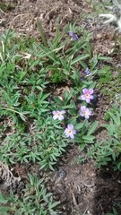 Primula angustifolia