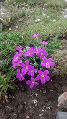 Primula angustifolia