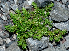 Scleranthus biflorus