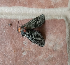 Graphelysia strigillata