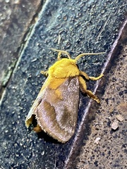 Narosoideus flavidorsalis