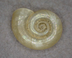 Gyraulus parvus
