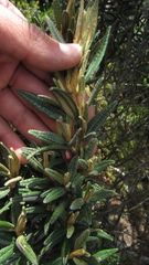 Miconia salicifolia