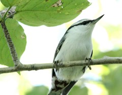 Sitta europaea albifrons