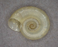 Gyraulus parvus