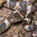 Mexican Lyre Snake - Photo (c) Felix Fleck, some rights reserved (CC BY-NC), uploaded by Felix Fleck