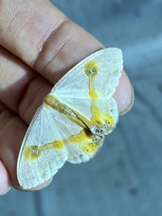 Macrocilix mysticata