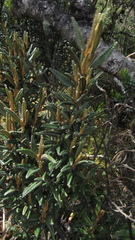 Miconia salicifolia