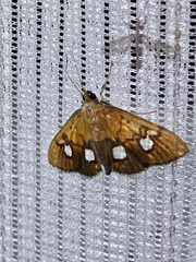 Nosophora semitritalis