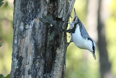 Sitta europaea albifrons