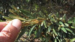 Miconia salicifolia