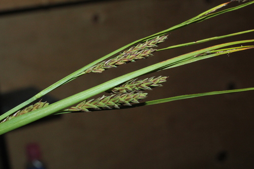 Image of Carex salina by (c) Quinten Wiegersma, some rights reserved (CC BY)
