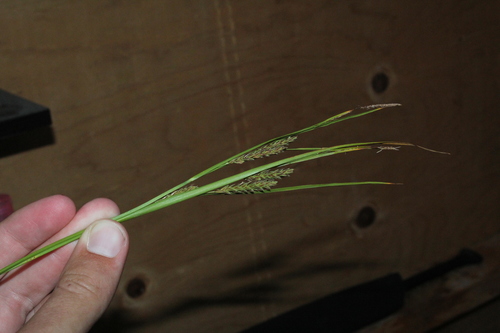 Image of Carex salina by (c) Quinten Wiegersma, some rights reserved (CC BY)