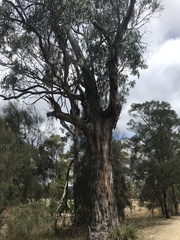 Eucalyptus globulus globulus