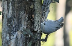 Sitta europaea albifrons