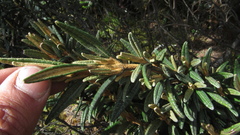 Miconia salicifolia