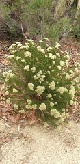 Cassinia complanata