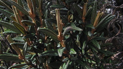 Miconia salicifolia