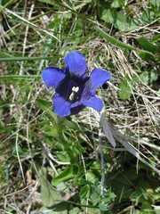 Gentiana acaulis