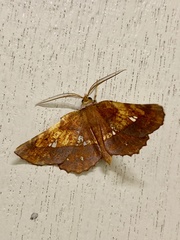 Garaeus specularis