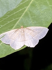 Rhynchobapta cervinaria