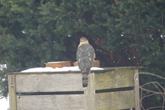 Accipiter cooperii