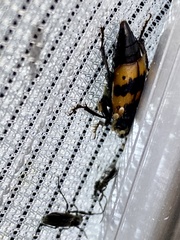 Nicrophorus quadripunctatus