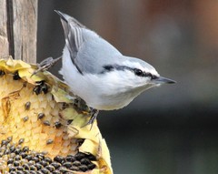 Sitta europaea albifrons