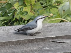Sitta europaea albifrons