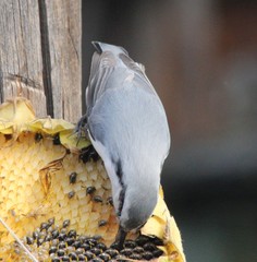 Sitta europaea albifrons