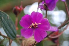 Andesanthus lepidotus