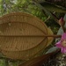 Blakea rotundifolia - Photo (c) Alex Reynolds, some rights reserved (CC BY-NC), uploaded by Alex Reynolds